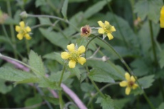 herb bennet